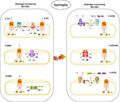 Function of Biohydrogen Metabolism and Related Microbial Communities in Environmental Bioremediation